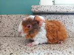Lieve cavia te koop, Dieren en Toebehoren, Knaagdieren, Cavia, Mannelijk, Januari, Tam