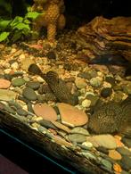 Ancistrus dolichopterus Algeneter jongen, Ophalen