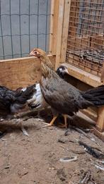 Leghorn goudpatrijs hen, Vrouwelijk, Kip