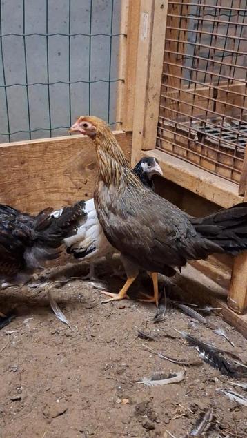 Leghorn goudpatrijs hen beschikbaar voor biedingen