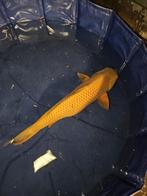 Marusei karashigoi Japanse koi, Karper of Koi