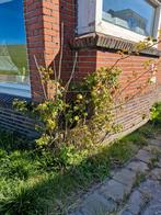 Mooie roos, Volle zon, Vaste plant, Zomer, Ophalen