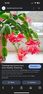 Thanksgiving Cactus in Pot - Bloeiende Kamerplant, Ophalen, Halfschaduw, Minder dan 100 cm, Bloeiende kamerplant