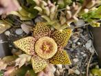 stapelia varigated with roots, Tuin en Terras, Planten | Tuinplanten, Overige soorten, Volle zon, Vaste plant, Verzenden