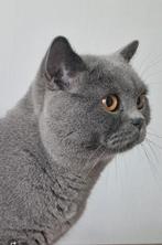 Britse korthaar kater, 0 tot 2 jaar