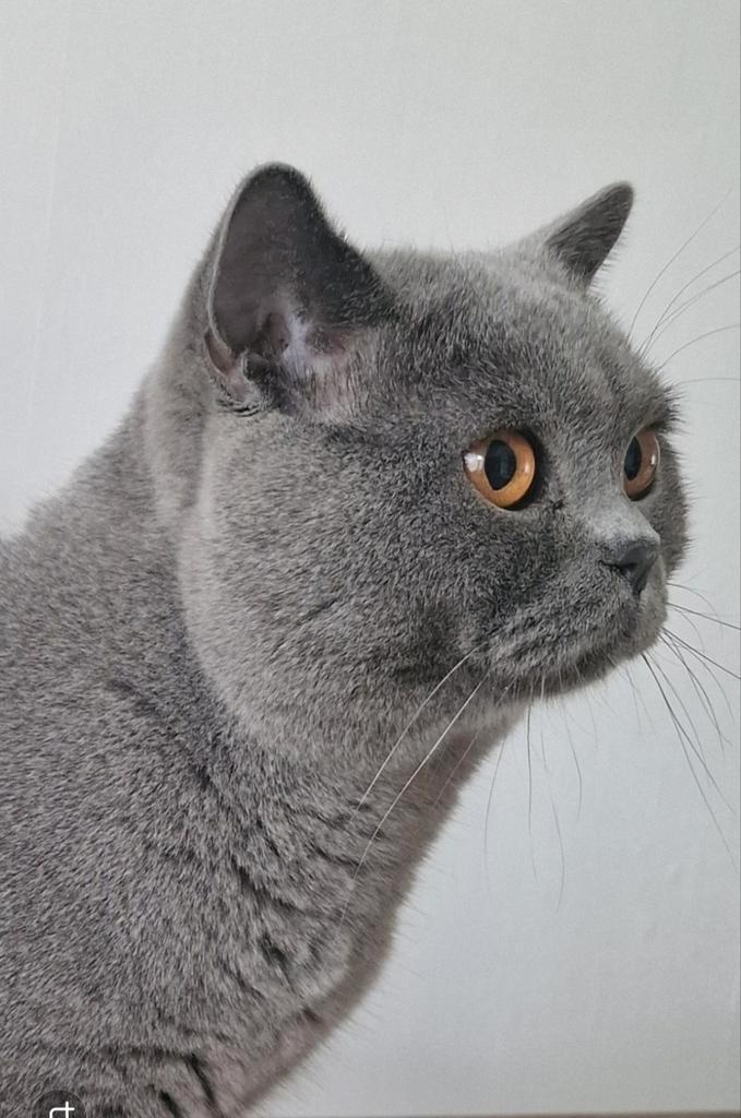 Britse korthaar kater, Dieren en Toebehoren, Katten en Kittens | Dekkaters, 0 tot 2 jaar