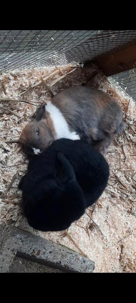 Gratis konijnen aanbieden? Lees dan dit bericht., Dieren en Toebehoren, Konijnen, Meerdere dieren