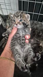 Nog 1 tijgertje (vrouwtje) over!!, Dieren en Toebehoren, Katten en Kittens | Overige Katten