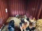 4 kune kune hobby varkens hand tam kinderboerderij., Meerdere dieren, Varken