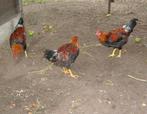 Jonge Welsumer haantjes, Dieren en Toebehoren, Pluimvee, Mannelijk, Kip