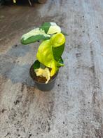 Syngonium Ciapense Albo Tricolor Variegata, Huis en Inrichting, Kamerplanten, Ophalen of Verzenden, Halfschaduw, Minder dan 100 cm