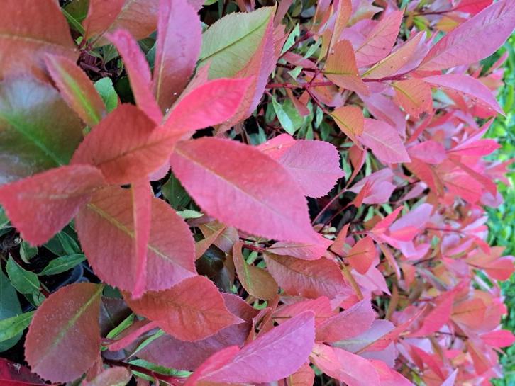 75 Glansmispel Red Robin 30–50 cm, Tuin en Terras, Planten | Struiken en Hagen, Haag, Overige soorten, Minder dan 100 cm, Ophalen of Verzenden