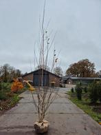 Meerstammige berk (Betula utilis 'Doorenbos')  250/300cm, Tuin en Terras, Planten | Bomen, Ophalen of Verzenden, Zomer, Volle zon