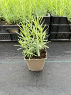 Lavendel hidcote p9, Tuin en Terras, Planten | Tuinplanten, Volle zon, Vaste plant, Zomer, Ophalen