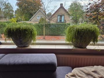 2 Grijze PTMD Bloempotten (evt incl planten) Vensterbank beschikbaar voor biedingen