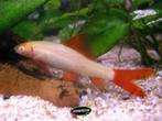 Labeo Albino - Koidream Valburg