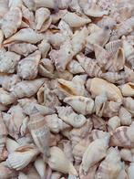 schelpen 250 gram no. 10, Ophalen, Nieuw, Materiaal