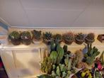 Bijzondere Cactussen in terracotta pot. 2 voor € 32,50, Ophalen, Cactus, Minder dan 100 cm, Volle zon