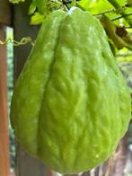 ••Zaad Chayote•vegetale peer•চুচু•• €5 Kilo, Huis en Inrichting, Kamerplanten, Ophalen of Verzenden, Halfschaduw, Minder dan 100 cm