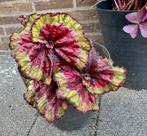Begonia Rex Macarena - Prachtige Bladplant, Tuin en Terras, Vaste plant, Halfschaduw, Zomer, Ophalen