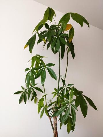 Kamerplant/ geldboom/ Pachira +- 210cm hoog beschikbaar voor biedingen