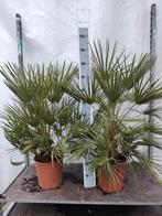 Chamearops humilis Winterhard - Dwergpalm, Overige soorten, Volle zon, Vaste plant, Ophalen of Verzenden