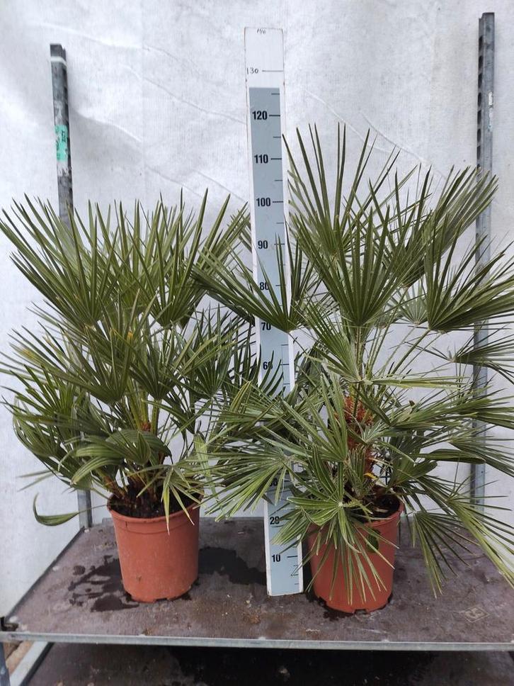 Chamearops humilis Winterhard - Dwergpalm, Tuin en Terras, Planten | Tuinplanten, Vaste plant, Overige soorten, Volle zon, Bloeit niet