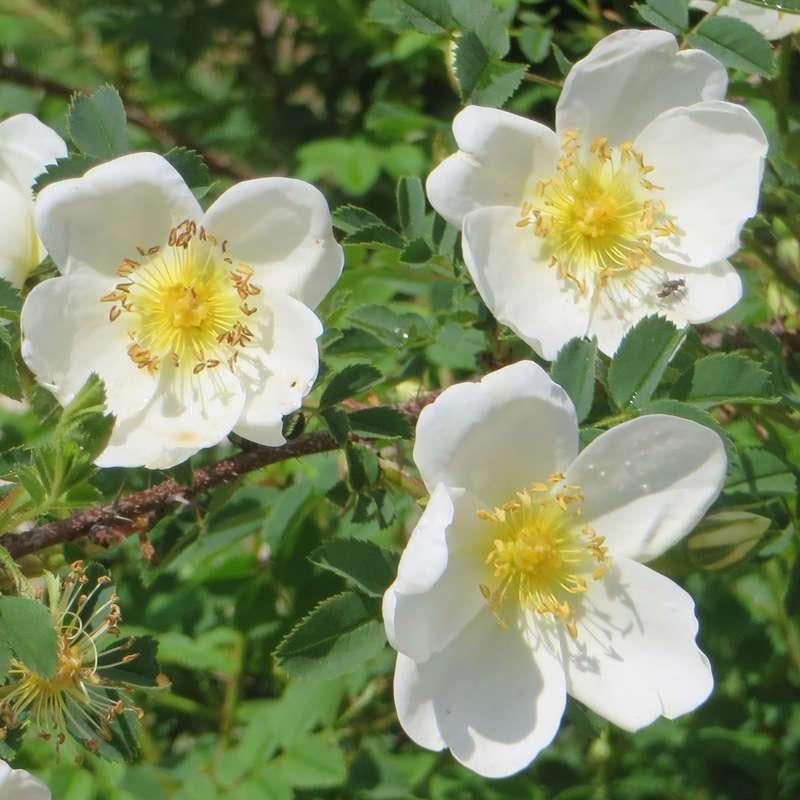 **ACTIE** Rosa multiflora, veelbloemige roos, wit, Tuin en Terras, Planten | Struiken en Hagen, Ophalen of Verzenden, Overige soorten