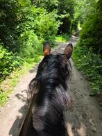 Stalling metngezamelijke paddock voor 1 of 2 merries, Dieren en Toebehoren, Stalling en Weidegang, Stalling