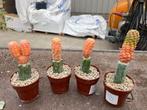 Open dag zaterdag 25 oktober Caudex en 25000m2 cactusplezier, Overige soorten, Ophalen of Verzenden, In pot, Minder dan 100 cm