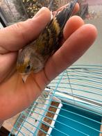 Vogels, Dieren en Toebehoren, Vogels | Kanaries, Vrouwelijk, Bastaard