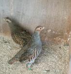 Europese patrijzen, Meerdere dieren, Geringd