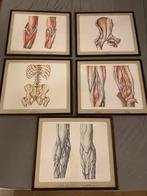 Vintage anatomie tekeningen/prints, dokters praktijk, Ophalen of Verzenden