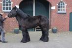 trekpaard hengst, Dieren en Toebehoren, Paarden, Gechipt, Hengst, 3 tot 6 jaar, 160 tot 165 cm