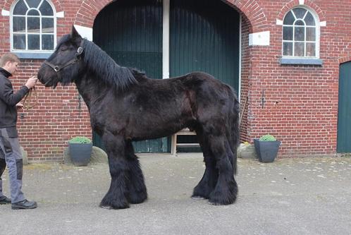 trekpaard hengst, Dieren en Toebehoren, Paarden, Hengst, Onbeleerd, 160 tot 165 cm, 3 tot 6 jaar, Recreatiepaard, Met stamboom