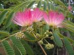 Albizia Ombrella (slaapboom), Tuin en Terras, Halfschaduw, Zomer, Overige soorten, Ophalen