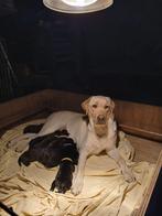 Lieve Labrador pups, 8 tot 15 weken, Labrador retriever, Parvo, Meerdere
