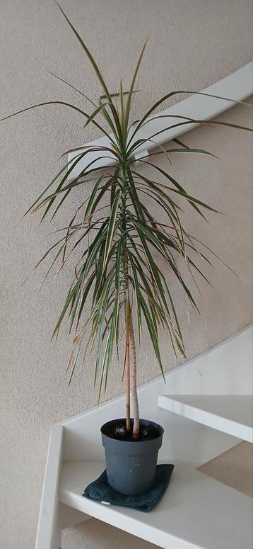 Grote kamerplant "dracaena" beschikbaar voor biedingen