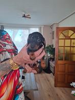 Deze schatjes mogen meteen mee het zijn allemaal teefjes, Dieren en Toebehoren, Honden | Teckels en Dashonden, Korthaar, Dwerg