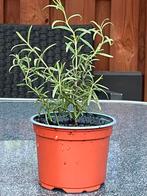 Rozemarijn planten.  Per pot voor 4€, Tuin en Terras, Planten | Tuinplanten, Ophalen
