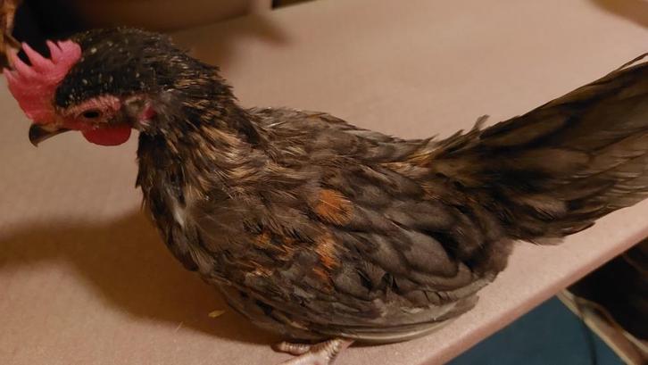 Serama, Dieren en Toebehoren, Pluimvee, Kip, Mannelijk