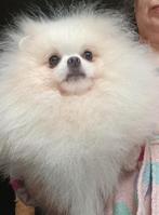 Zoekt een gouden mandje – Pomeranian reu, wit van kleur, Dieren en Toebehoren, Fokker | Hobbymatig, 15 weken tot 1 jaar, Buitenland