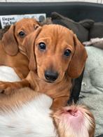 Kaninchen teckel puppy’s te koop mogen nu het nest verlaten, Dieren en Toebehoren, Kaninchen, Rabiës (hondsdolheid), 8 tot 15 weken