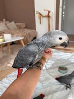 Jonge Congo Grijze roodstaart papegaaien, Dieren en Toebehoren, Vogels | Parkieten en Papegaaien, Meerdere dieren, Papegaai, Geringd