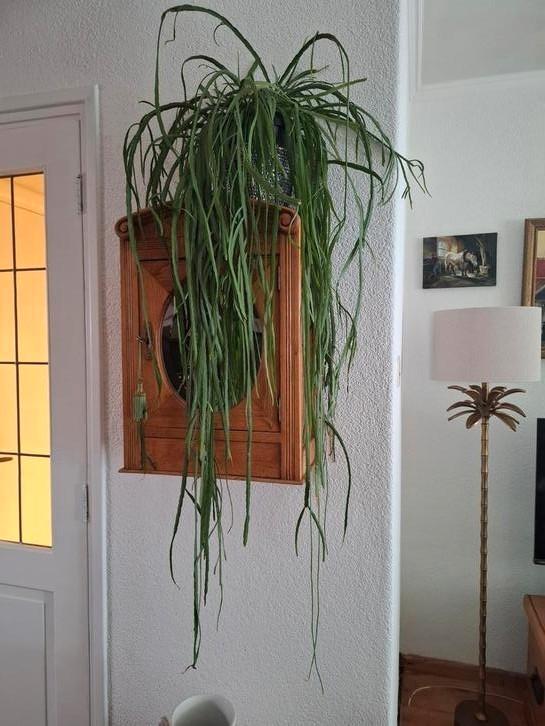Lepismium Bolivianum - 1.27 meter lang, Huis en Inrichting, Kamerplanten, Overige soorten, 100 tot 150 cm, Halfschaduw, Ophalen of Verzenden
