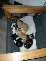 Onweerstaanbare mooie en lieve kittens, Dieren en Toebehoren, Katten en Kittens | Overige Katten