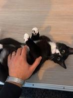 Django ‍️, Dieren en Toebehoren, Katten en Kittens | Overige Katten, Kater