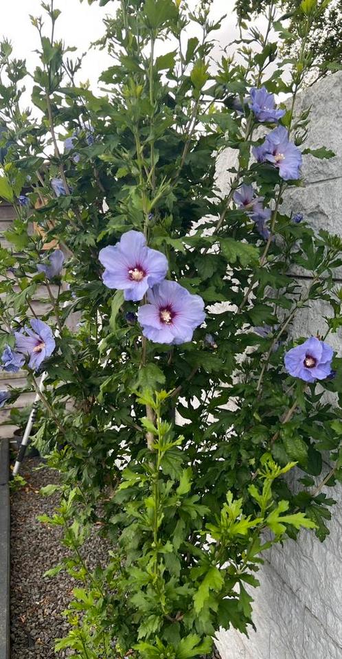 🥰 Hibiscus 150/160 cm hoog, mooie struik, haag boom, Tuin en Terras, Planten | Struiken en Hagen, Struik, Overige soorten, 100 tot 250 cm