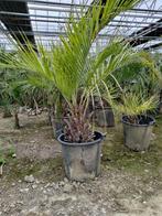 Palmen Butia eriospatha te koop, Tuin en Terras, In pot, Volle zon, Bloeit niet, Ophalen