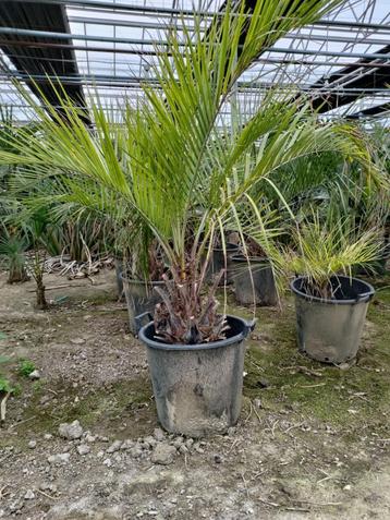 Palmen Butia eriospatha te koop